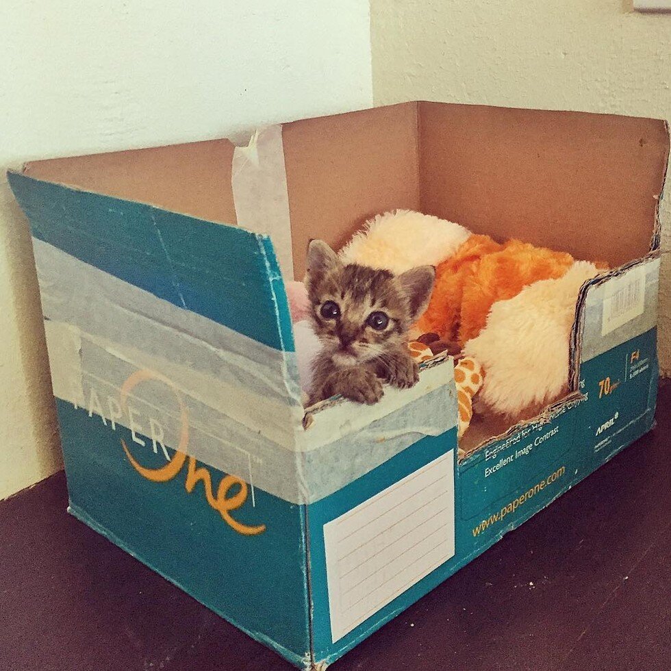 Коробка с кошечкой. Источник фото: https://koteiki.com/koshechka-nala-nashla-klyuch-k-surovomu-muzhskomu-serdtsu/