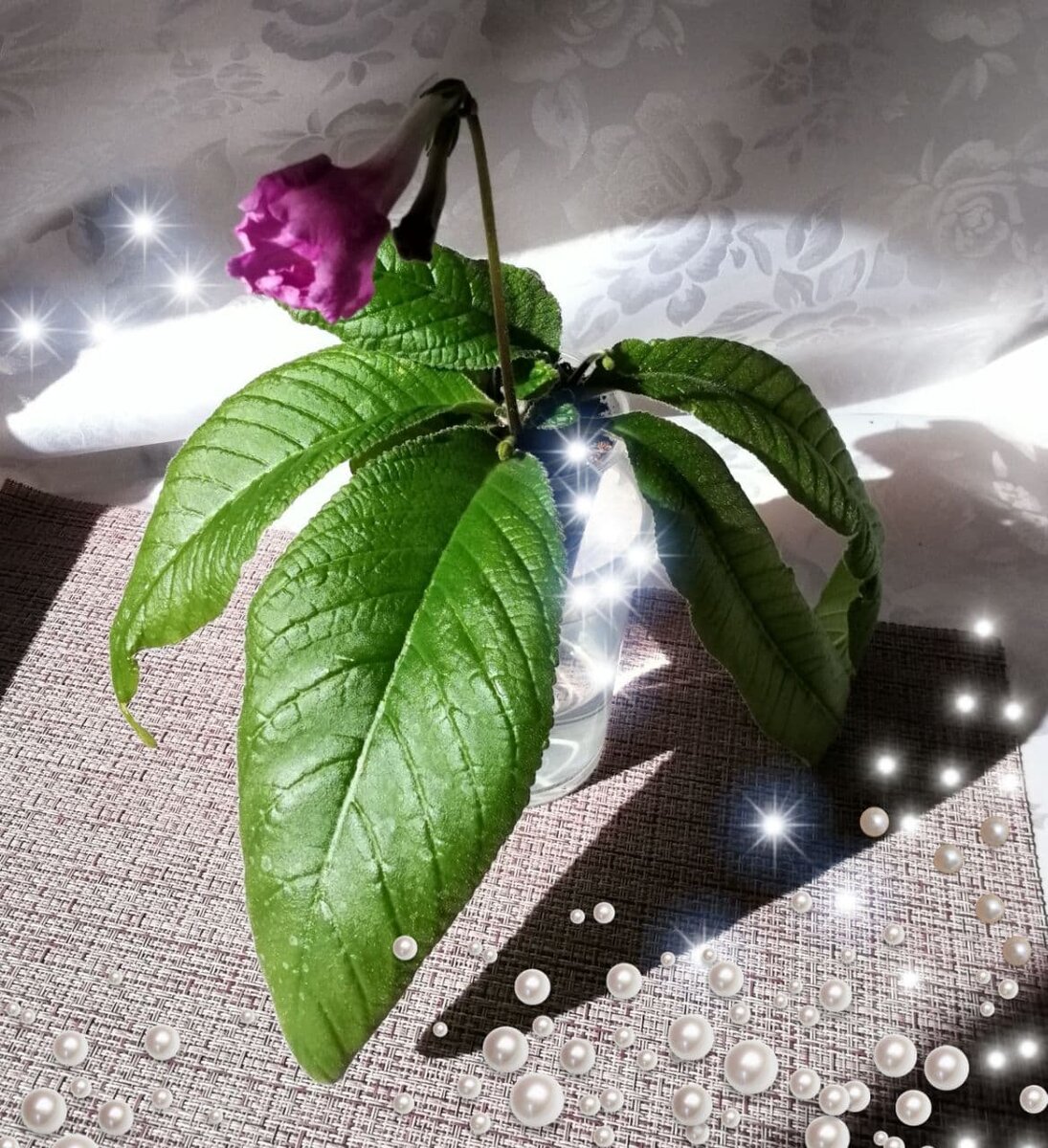 Стрептокарпус "безымяшка"