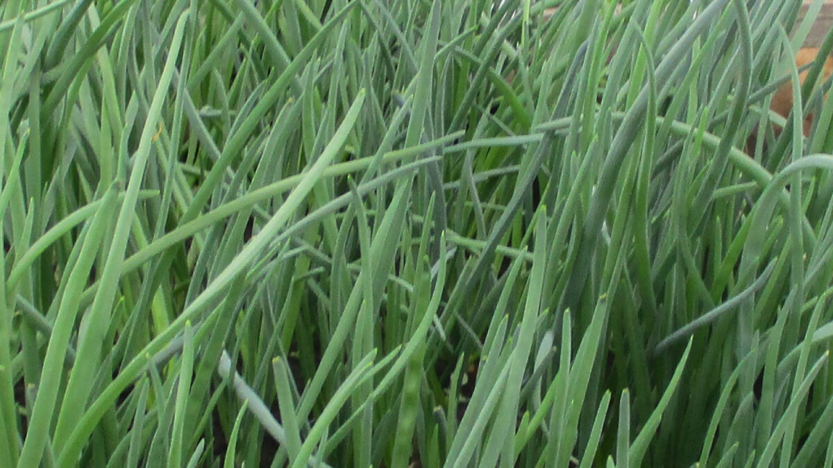 Ранний урожай лука на перо из теплицы.