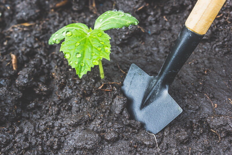 Посадка кабачков. (Фото используется по стандартной лицензии ©ogorodnye-shpargalki.ru)