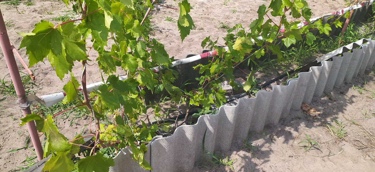 Короб для выращивания винограда.