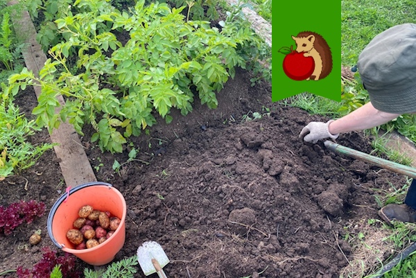 Предстоящие выходные для меня - лучшее время убирать картофель. Почему я запланировала 