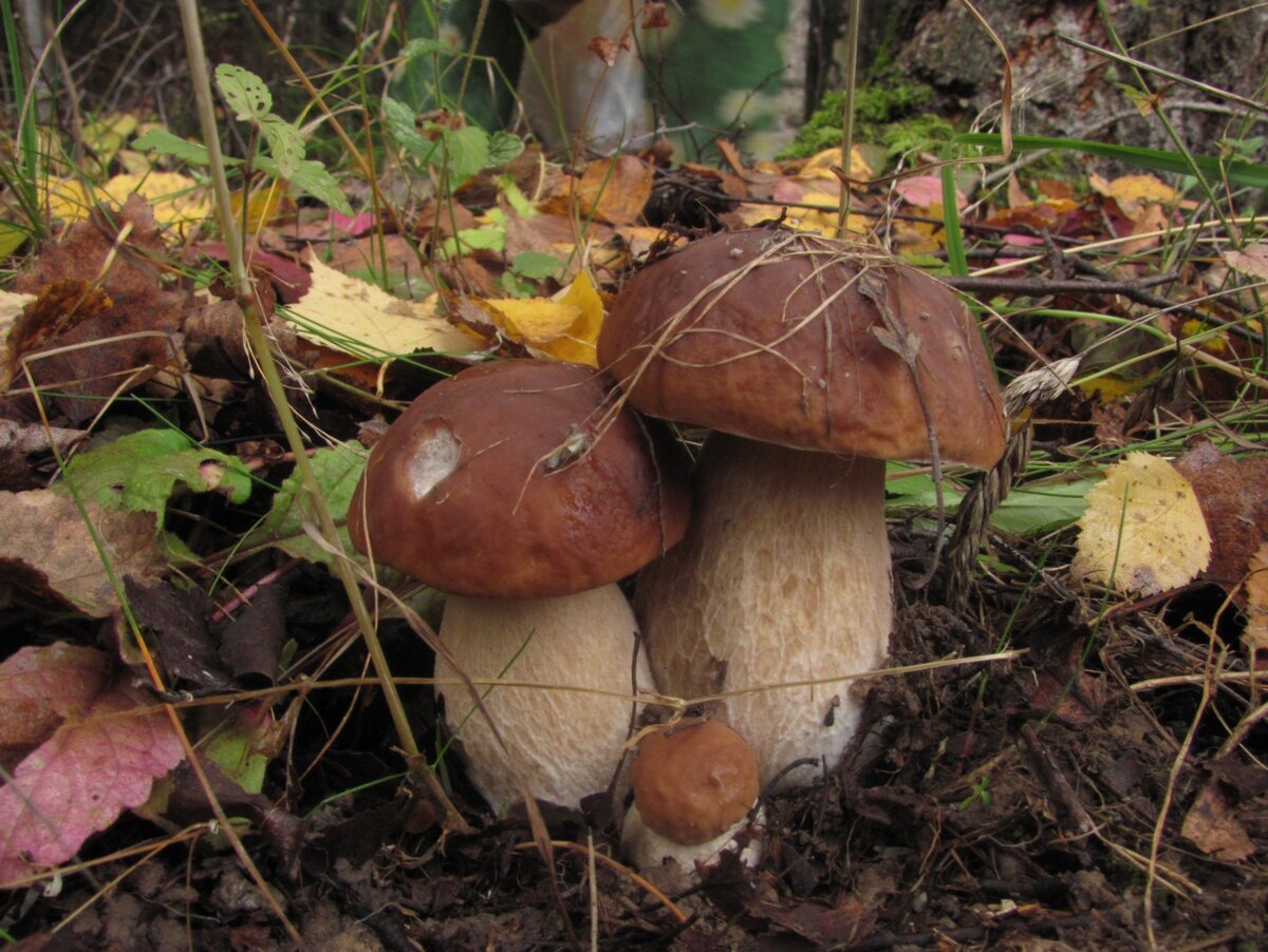 Грибы в лесу. Белые грибы в лесу. Белый гриб. Гриб Боровик.