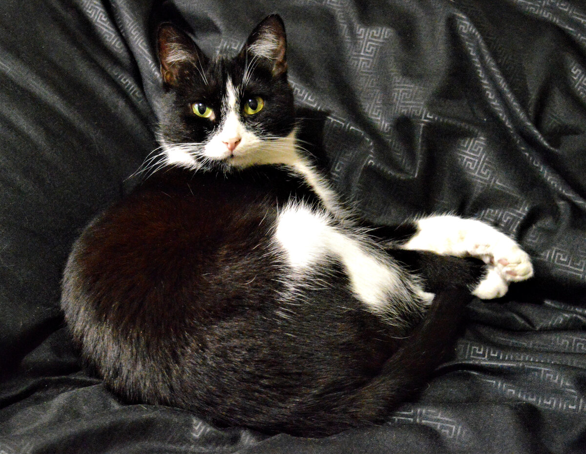 Наша Малышка: уже отмывшаяся и отъевшаяся.