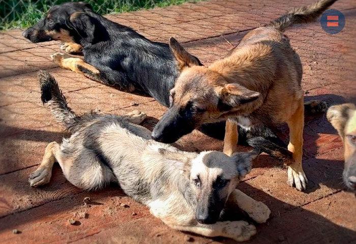 Из Instagram приюта «Лохматая душа»