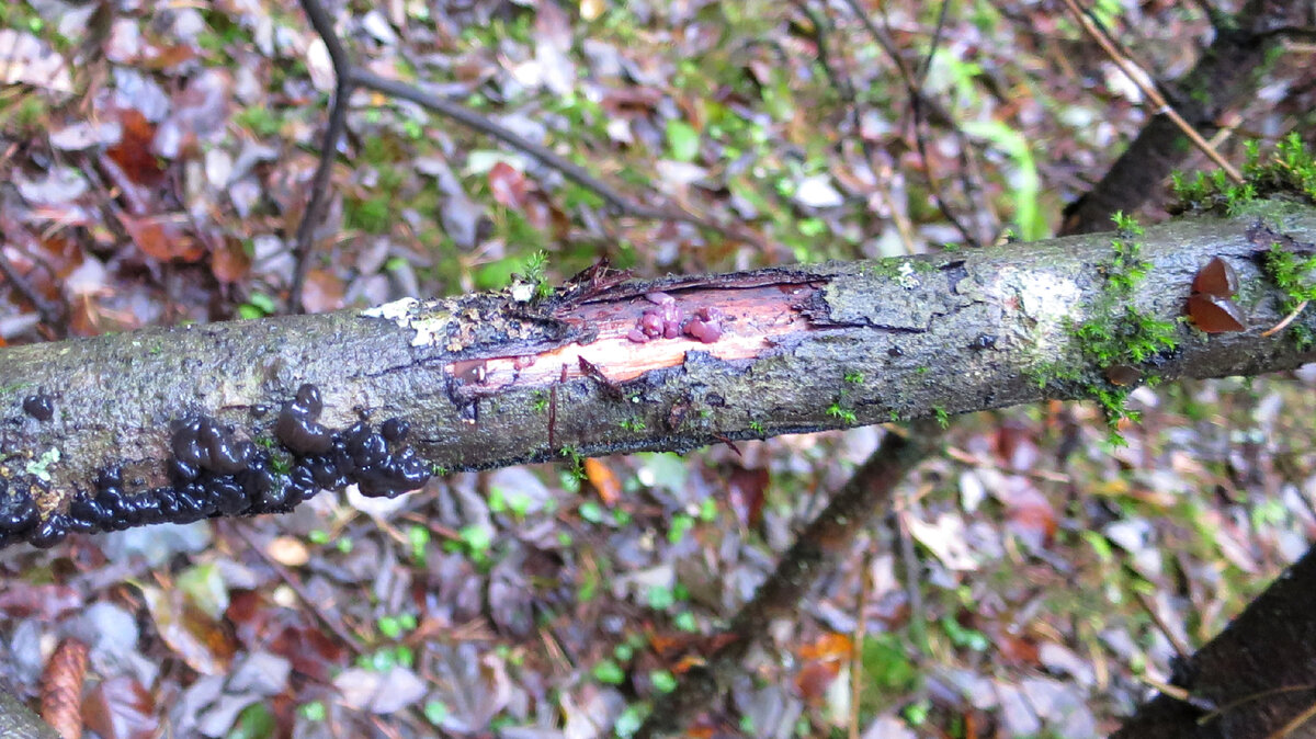 Обычное поваленное дерево. А на нём: слева направо - эксидия чернеющая, аскокорине мясная, эксидия сжатая.