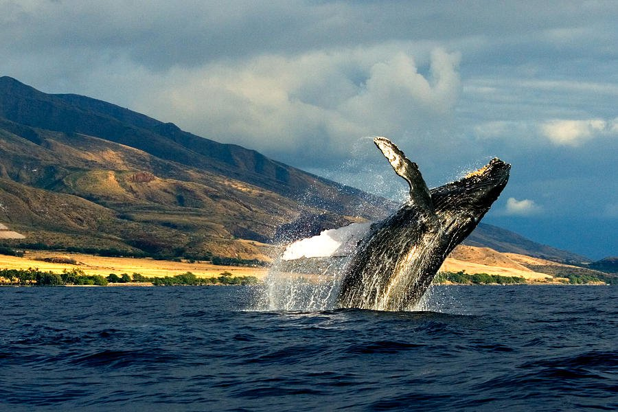 Горбатый кит Камчатка. Аляска кит
