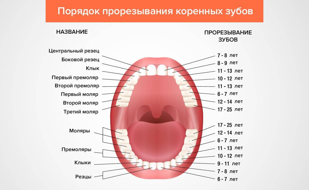 Может ли вырасти зуб. Молочные зубы порядок прорезывания. Зубы у ребенка порядок прорезывания сроки коренные. Схема прорезывания постоянных зубов. Схема прорезывания коренных зубов