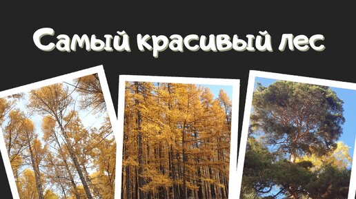 Каждый день гуляю в лесу. Золотая осень - самое приятное время. Наслаждение для глаз