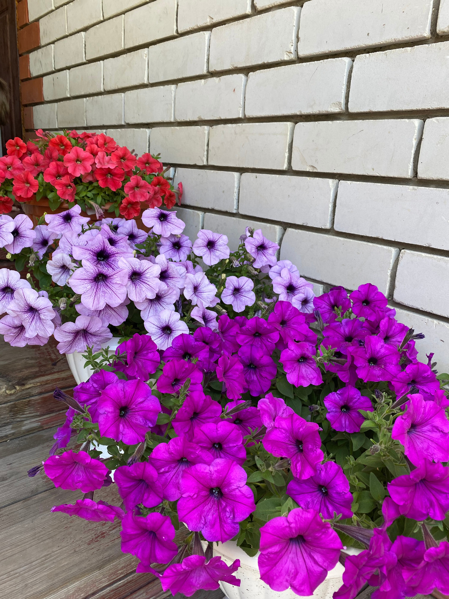 Первое и второе кашпо.