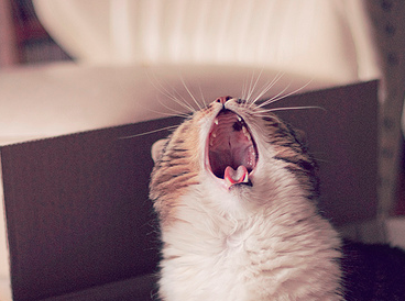 Кто тут главный? - Я-а-а-а-а-а!