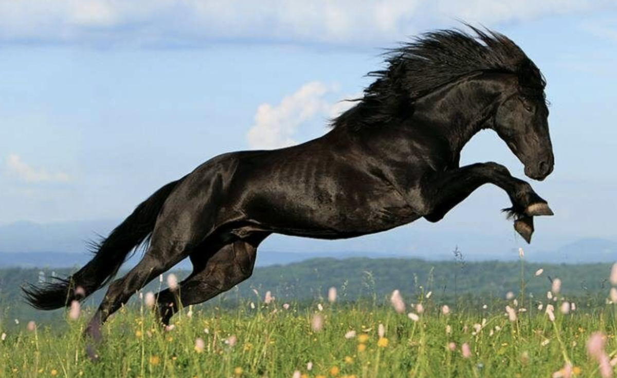 Черный конь скачет. Карачаевская порода лошадей Даусуз. Порода лошади карачаевец. Карачаевская лошадь Вороная. Карачаевская порода лошадей КЧР.