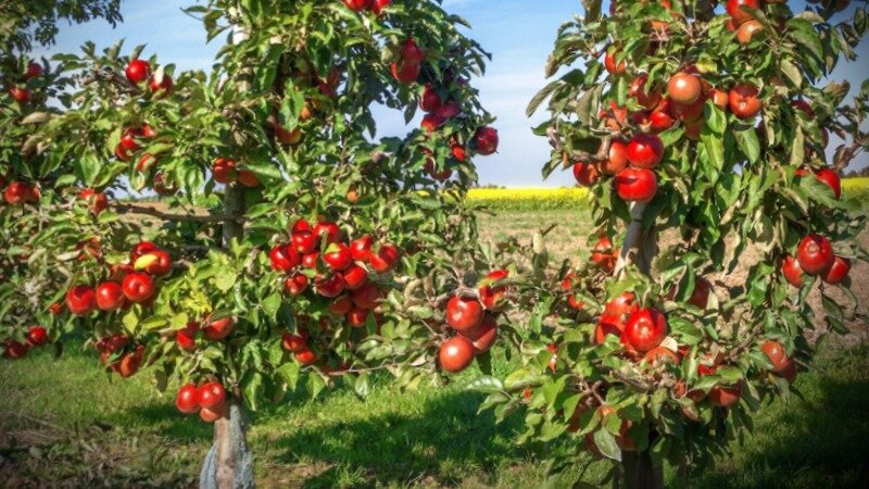 обрезка плодовых деревьев