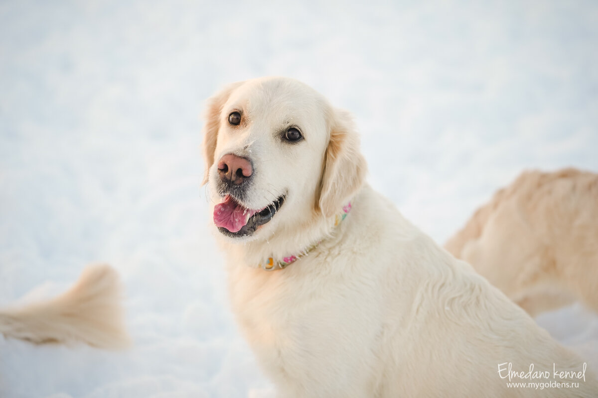 На фото золотистый ретривер Мишель.