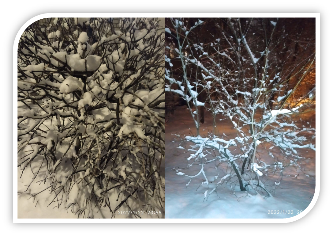 Так сегодня выглядят все деревья в городе. Снега для игр хватит всем!