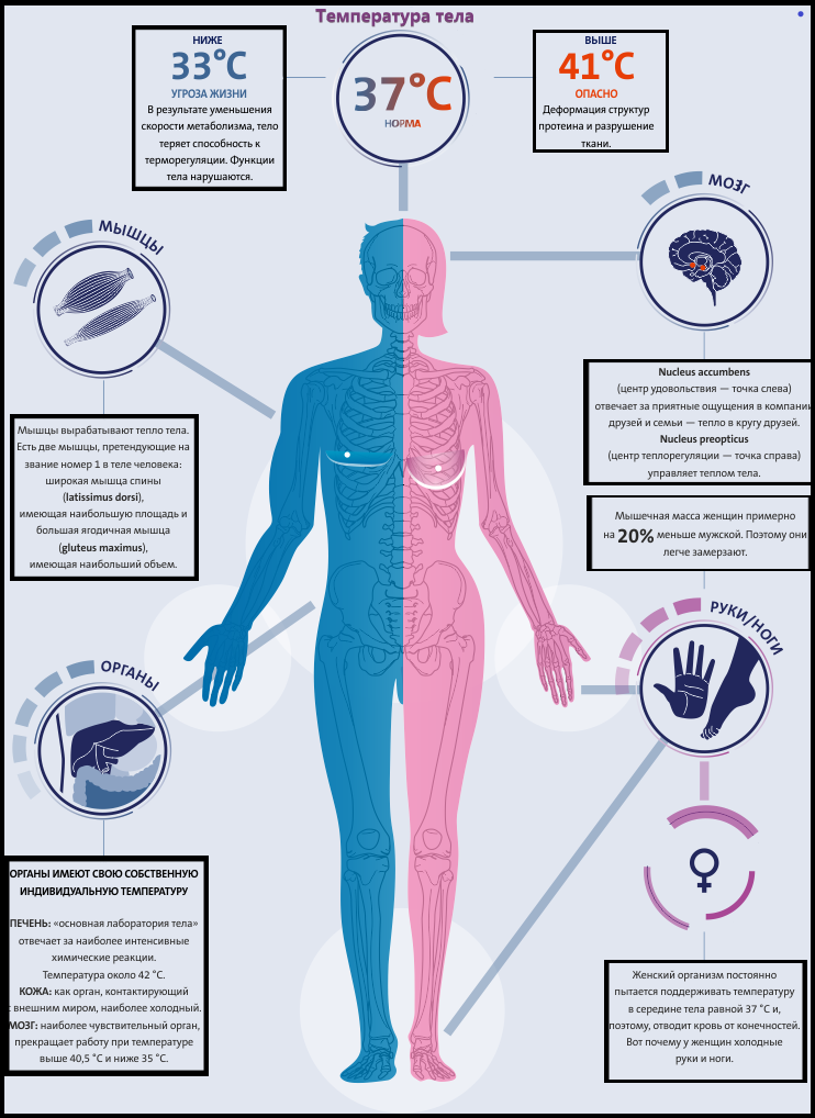 Теплообмен в теле человека