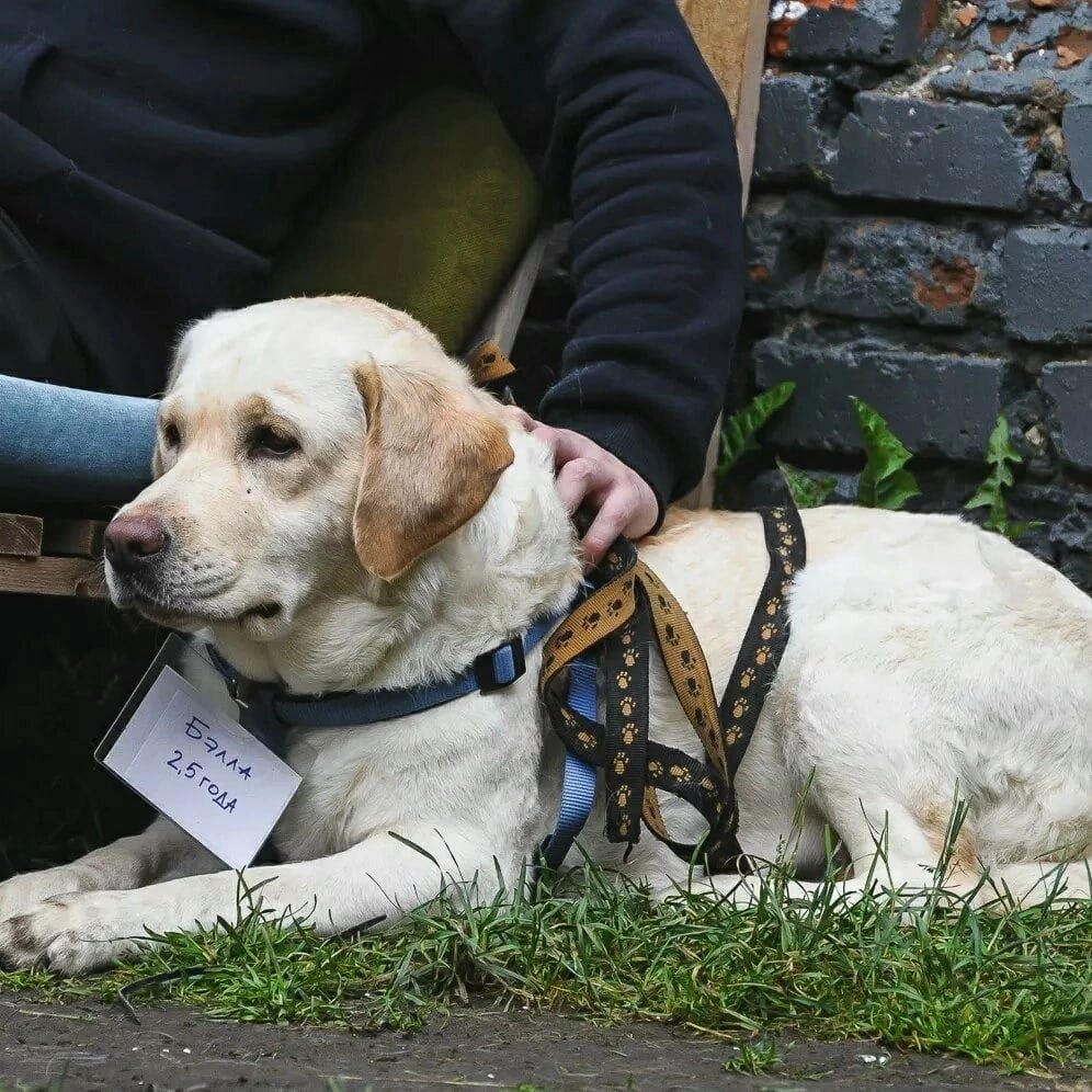 Породистые собаки в дар. Часть 27 | Ирина Дорн 🐶🐱 | Дзен