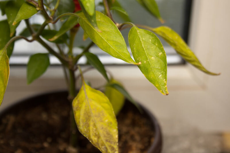 Рассада перца