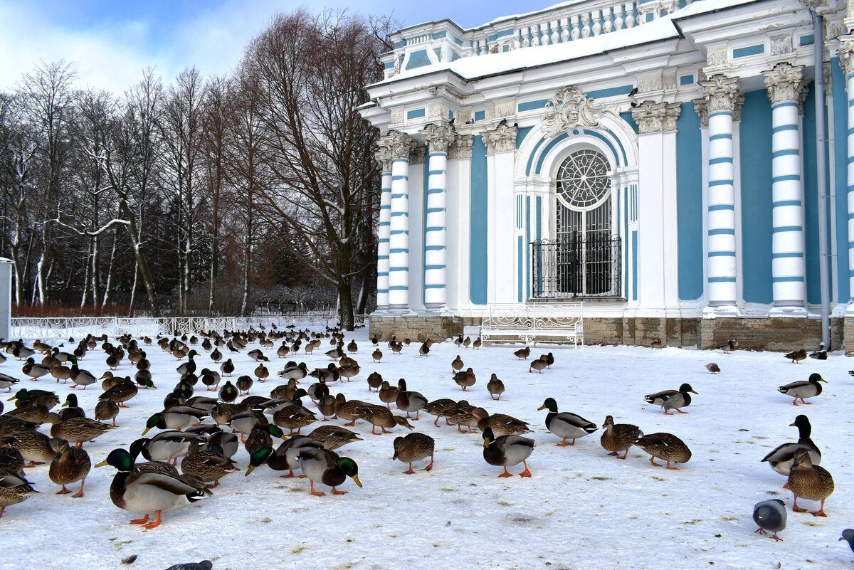 🔸 Они повсюду!