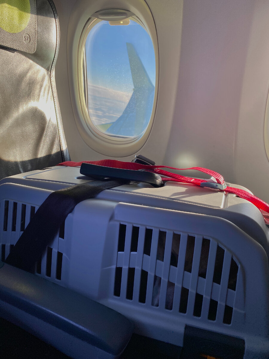 Перелет с собаков в салоне самолета