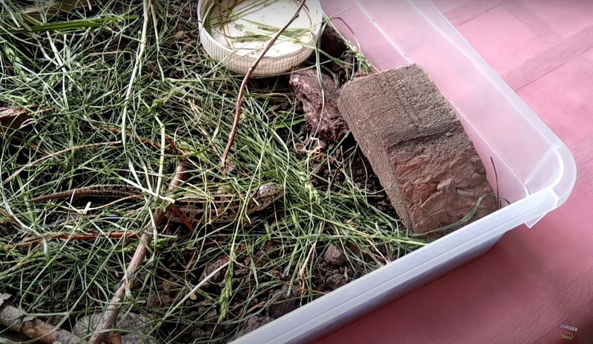 содержание в пластиковом контейнере