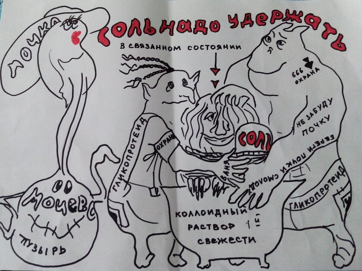 О почке прекрасной замолвите слово