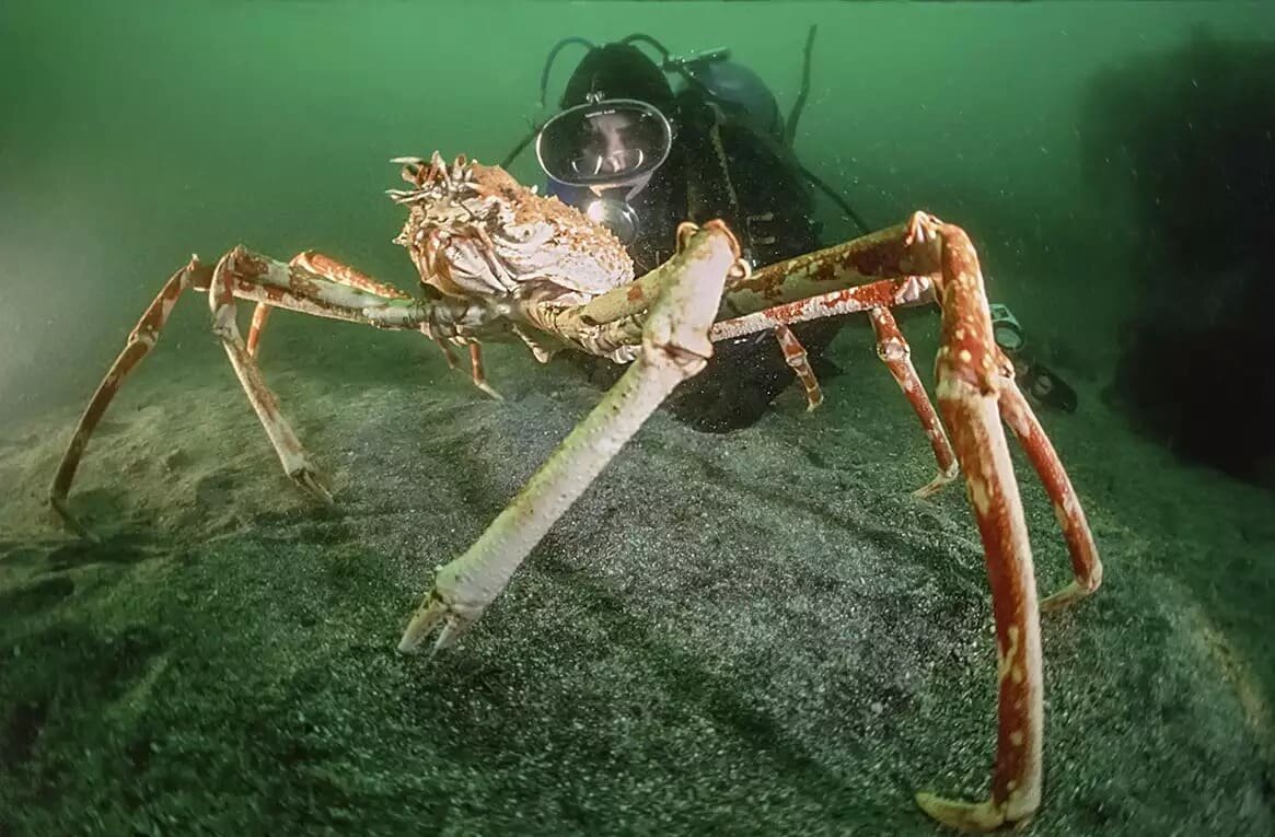 Фото крабовых пауков. Японский глубоководный краб паук. Giant Spider Crab. Крабы Macrocheira kaempferi. Японский краб паук самый большой в мире.