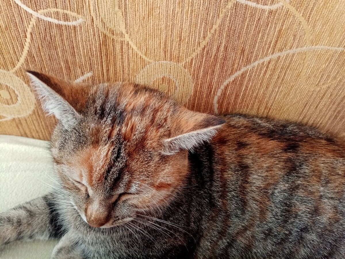 Это моя кошка. Не знал, что за фото сюда вставить. Себя пока не хочу.