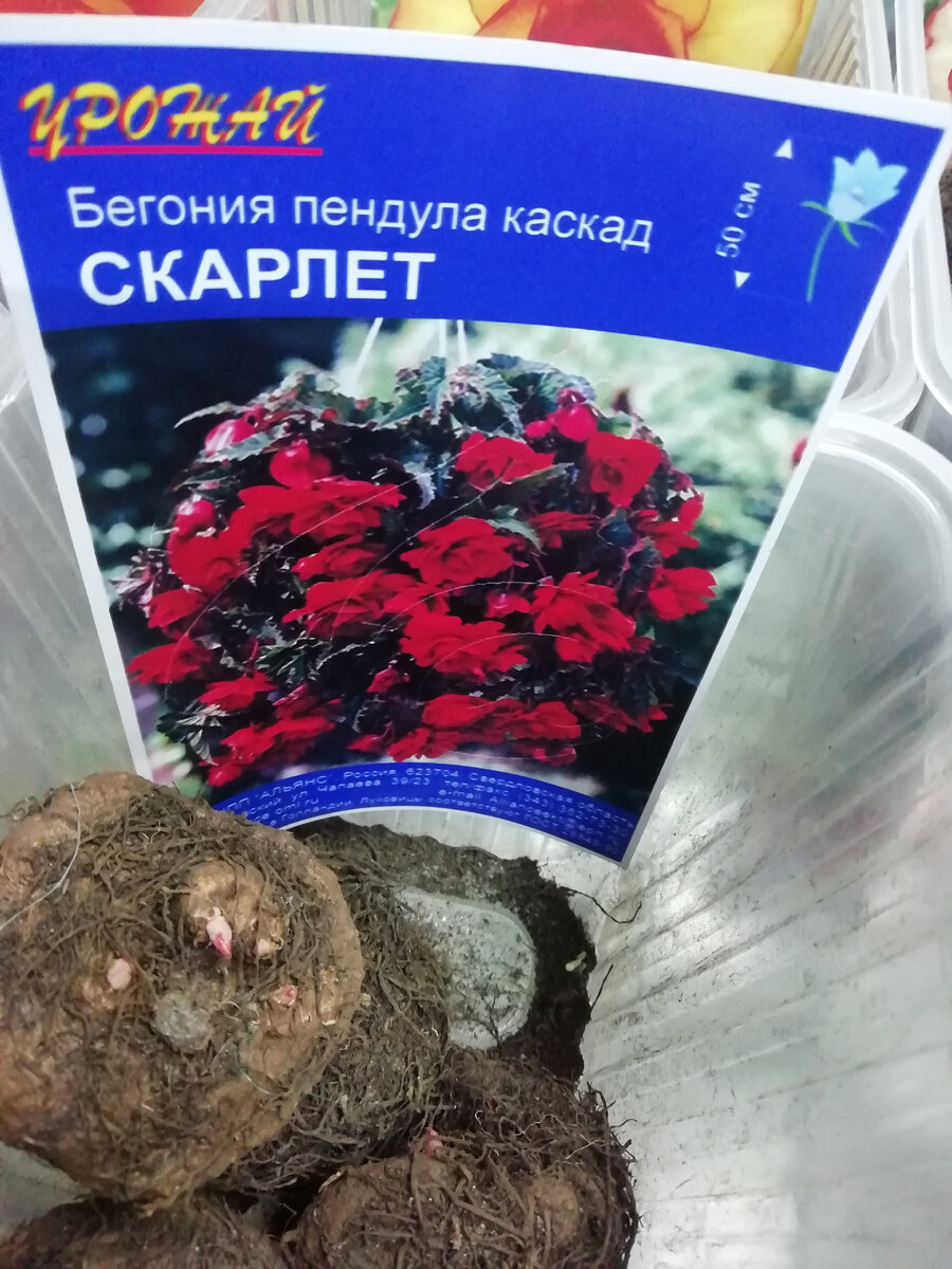 Фото посадочного материала. 