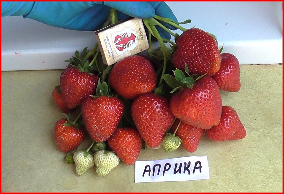 Фото из открытого доступа.