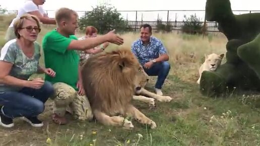 Как живет матерый лев Чук в прайде с молодыми львами