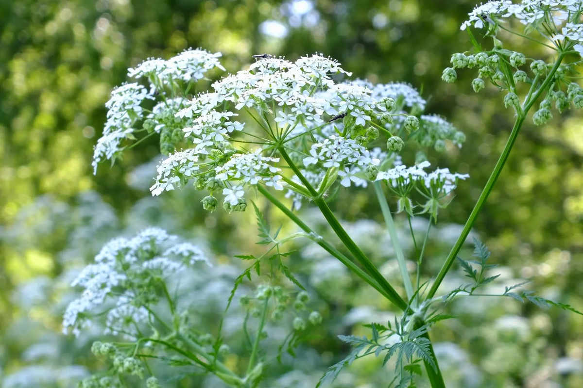 Купырь лесной - Anthriscus sylvestris - Описание таксона - Плантариум