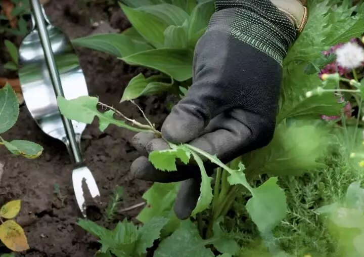 Фото: в мае начинается борьба с сорняками.