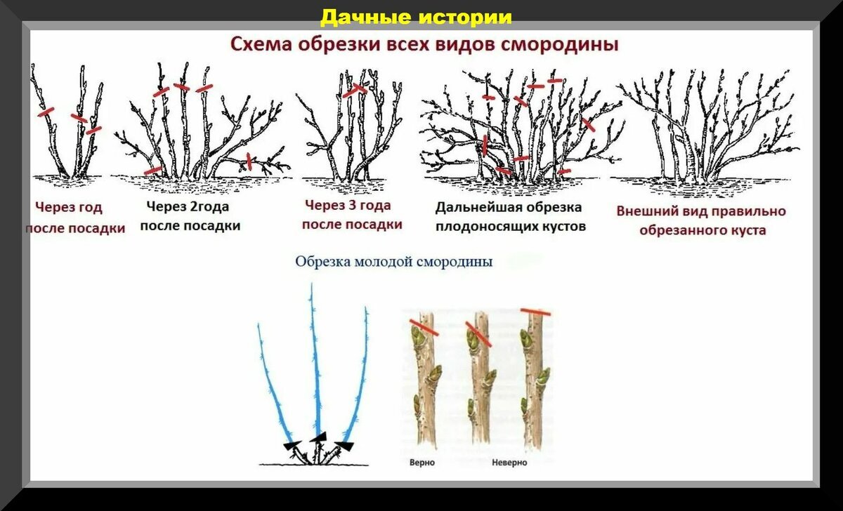 Как ухаживать за кустами. Обрезать черную смородину весной. Обрезка смородины схема