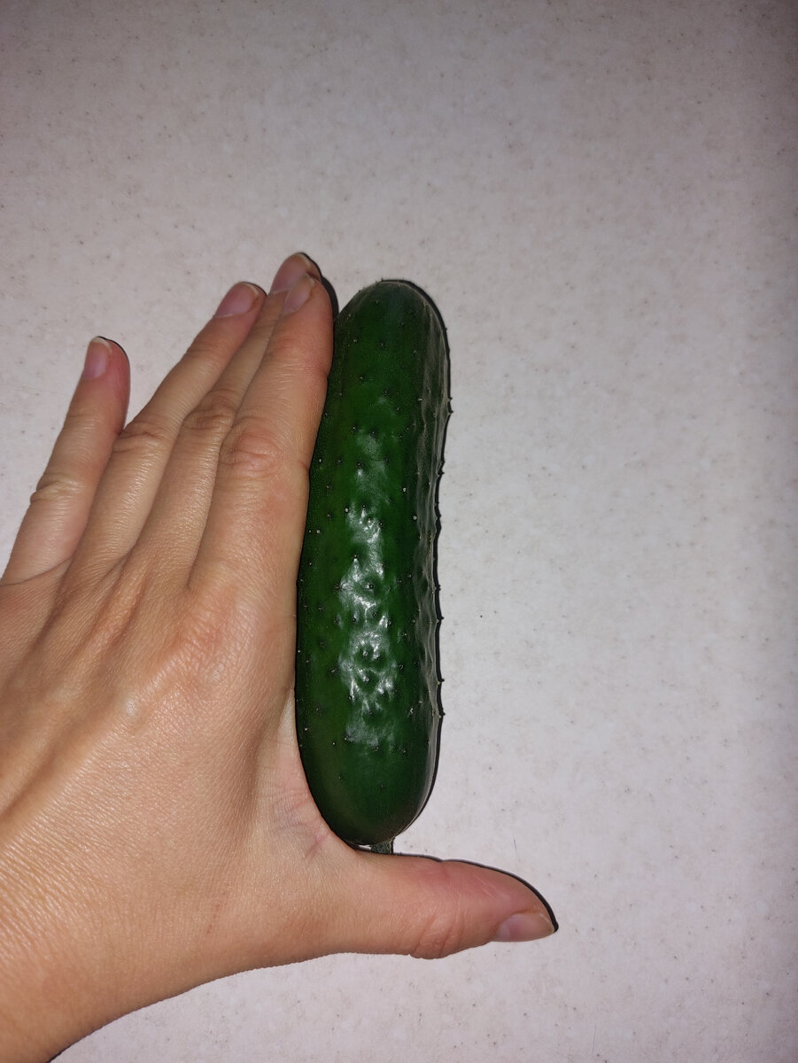 Фото из личного архива. Забытый огурец в листве, огурец-переросток. Май 2022 год.