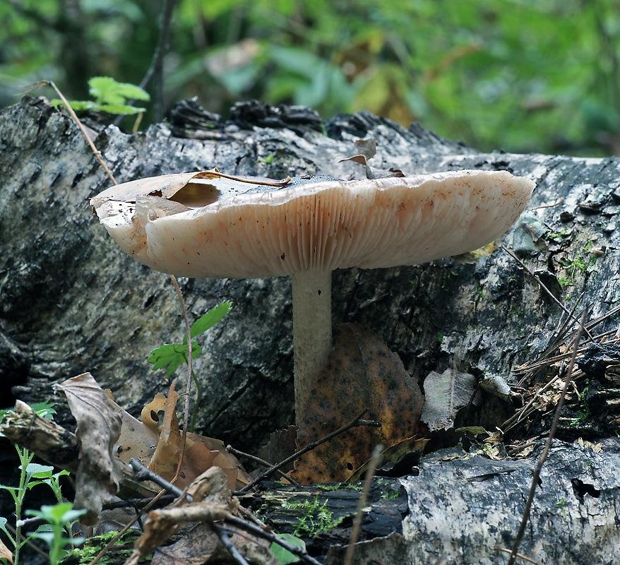Олений гриб фото описание. Плютей олений фото. Плютей гриб. Плютей хонго. Плютей чешуйчатый.