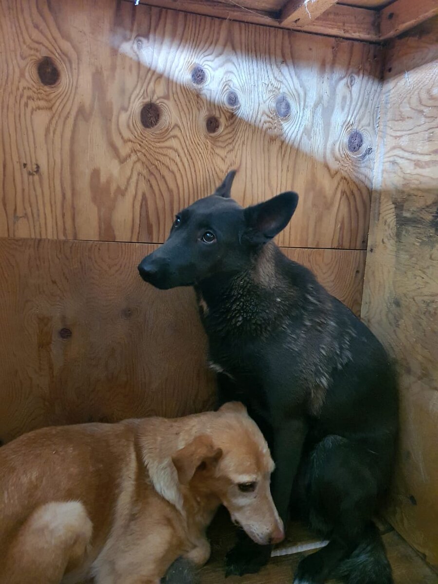 Чара и Эклер - дички