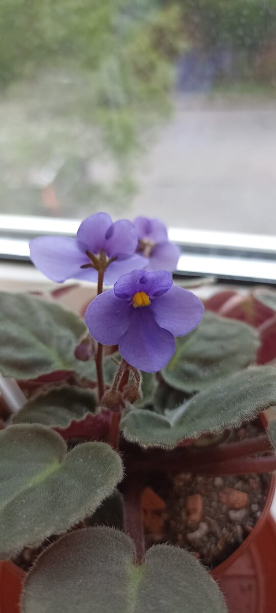 Сенполия ионанта