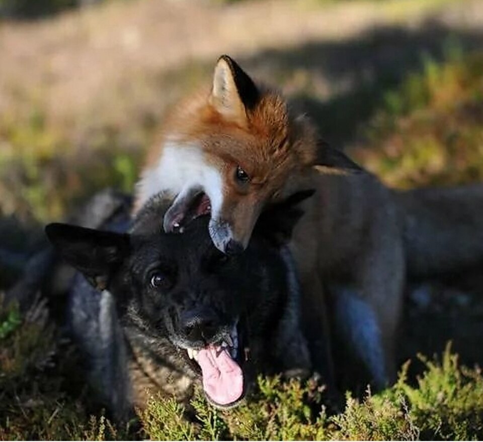 Дружеский кусь