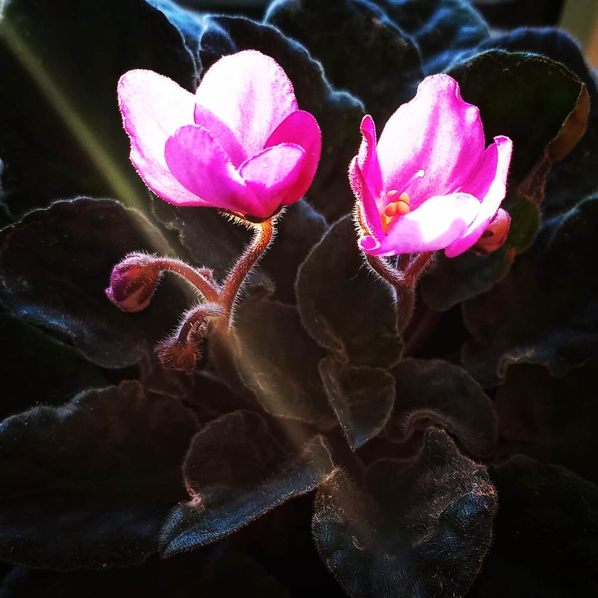 Фото ранее публиковалось в моем аккаунте инстаграмм (запрещен в РФ) ferrowalice а так же на моем канале дзен ДРОНОВА I DRONOVA