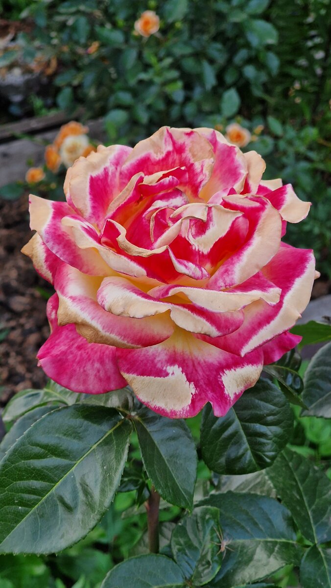 Удивительная и удивляющая.