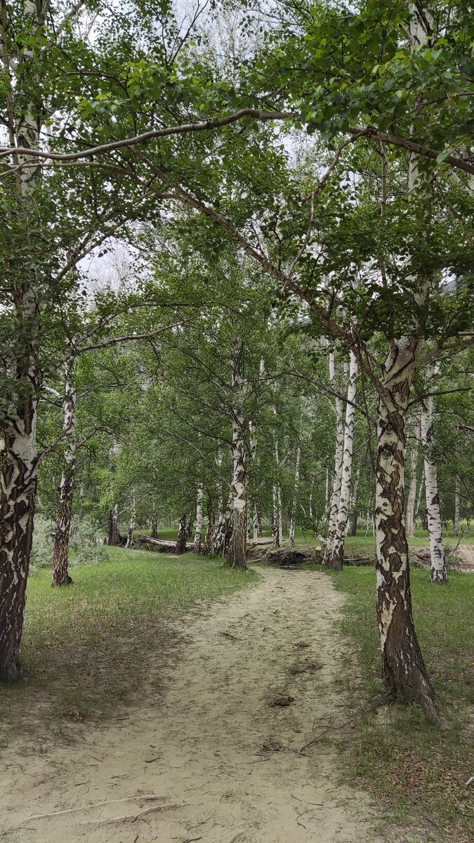 Березовая роща около подвесного моста