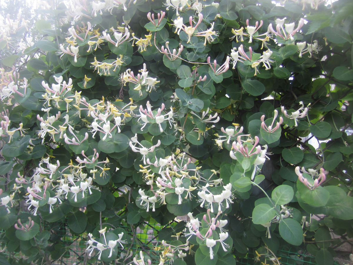 Жимолость Каприфоль