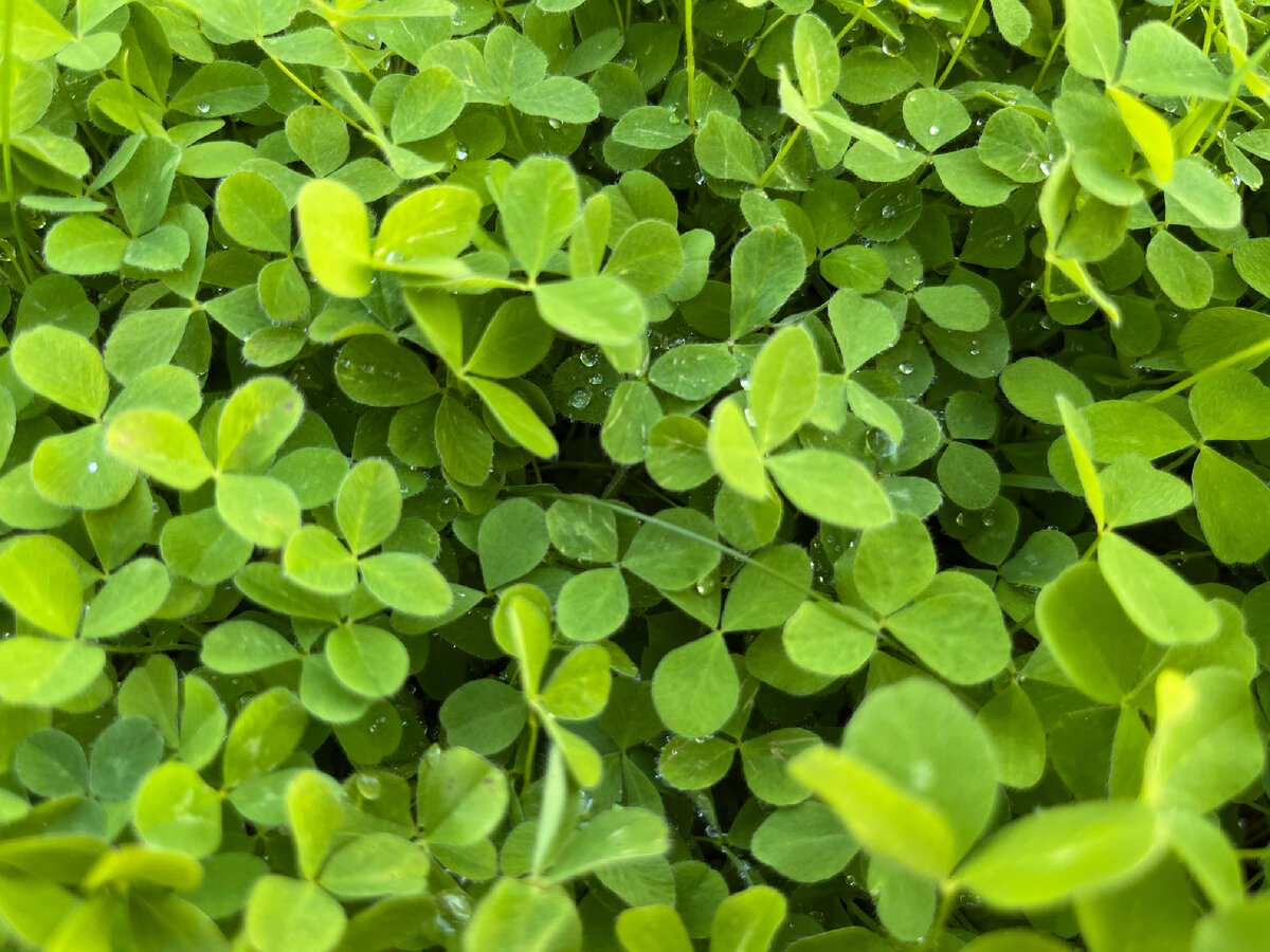 Скосим клеверок и в компост - разлагаться!