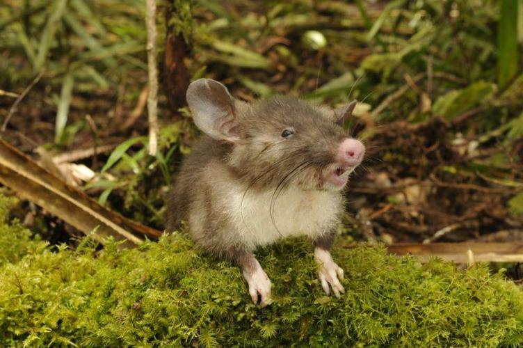 Свиноносая крыса: Этого грызуна открыли лишь в 2015 году, и он разительно отличается от остальных крыс4