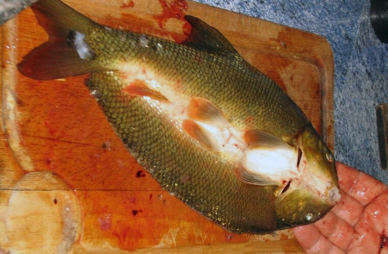 Разрезав рыбу вот так удобно вычищать ядовитую пленку