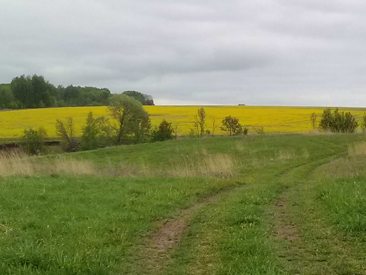 Дорога на нашу дачу.