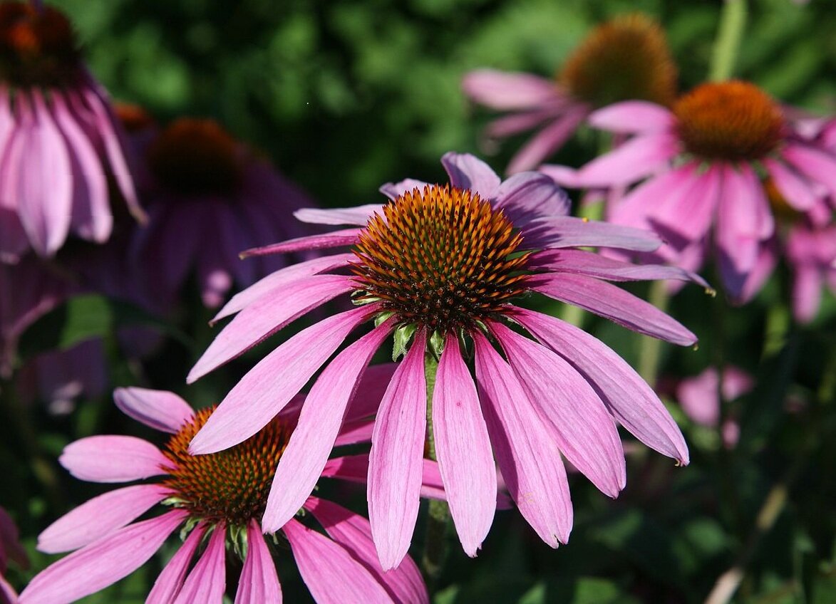 как работает эхинацея