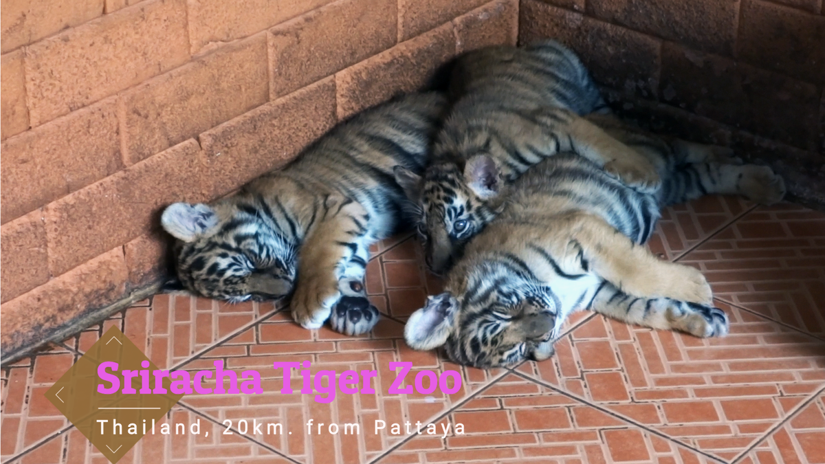 Тигровый зоопарк Сирача,маленькие тигры.