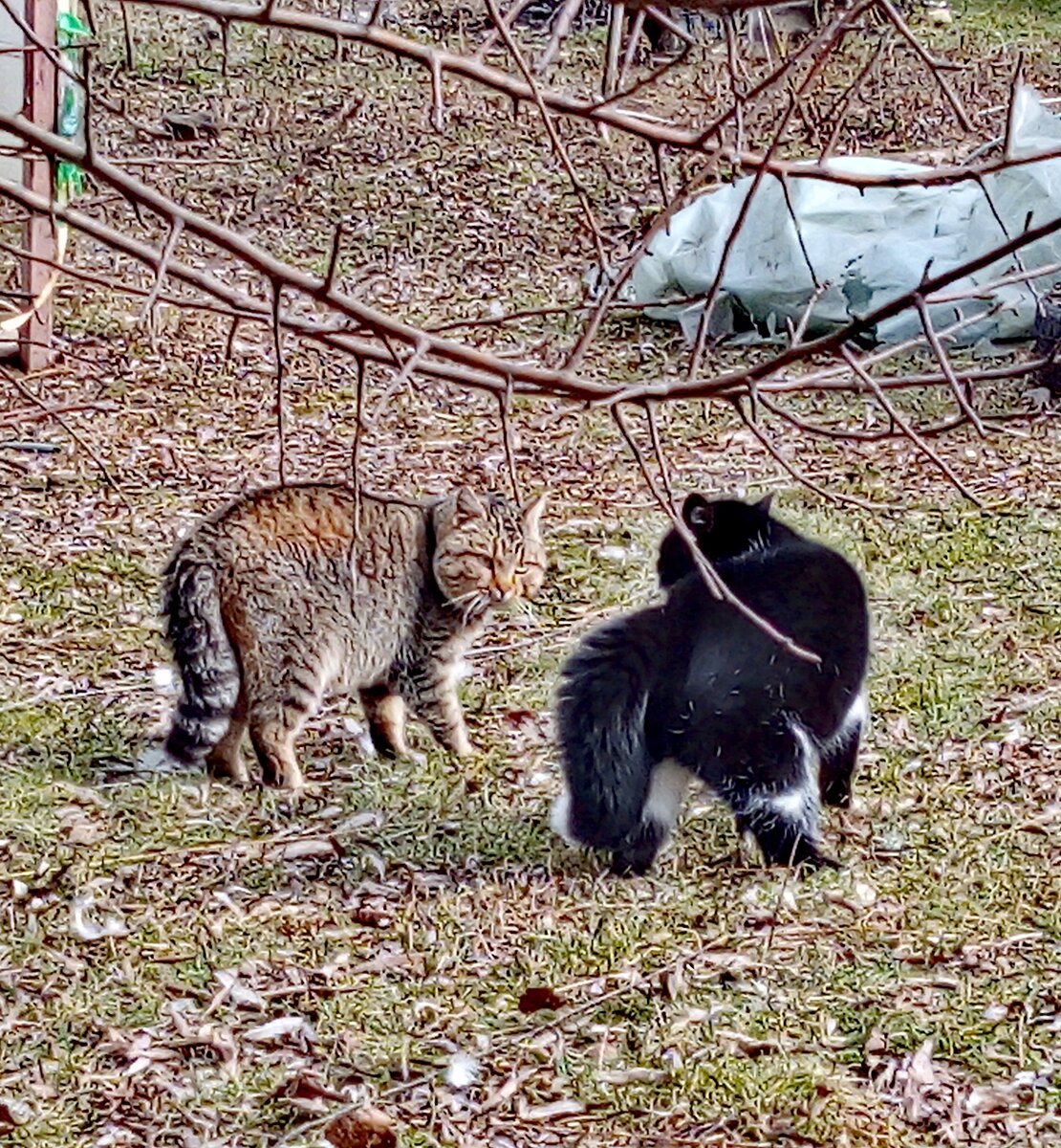 Замучили эти бесконечные кошачьи склоки